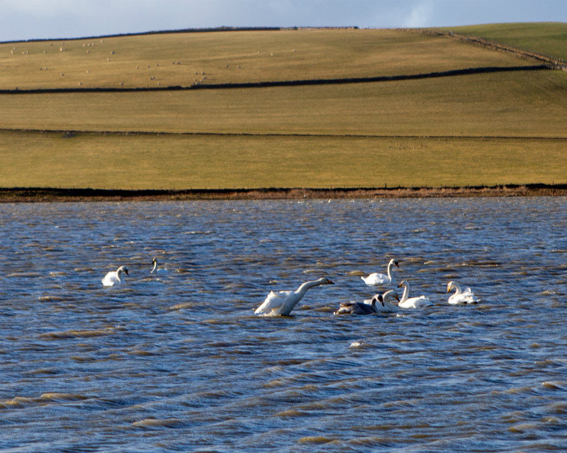Rotten Swans on Loch Skaill
