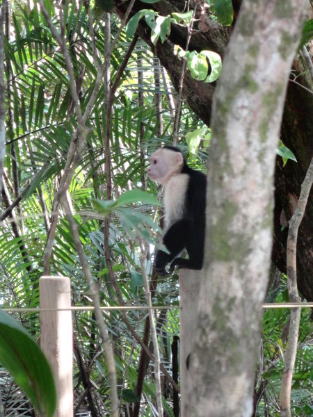 White-Faced Capuchin