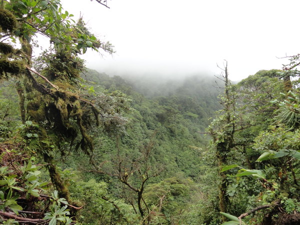 Cloud forest Monteverde