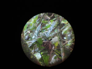 Female hummingbird in nest
