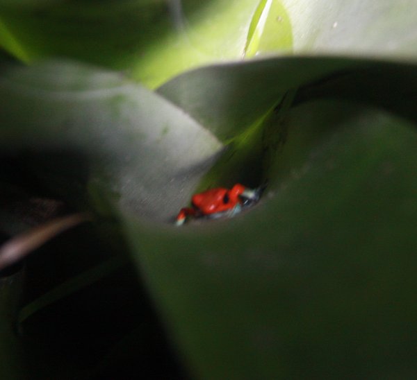 Red & Green Dart Frog