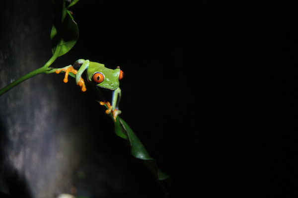 Gaudy leaf frog