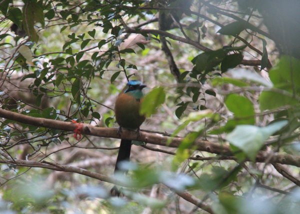 Turquoise-crowned Motmot