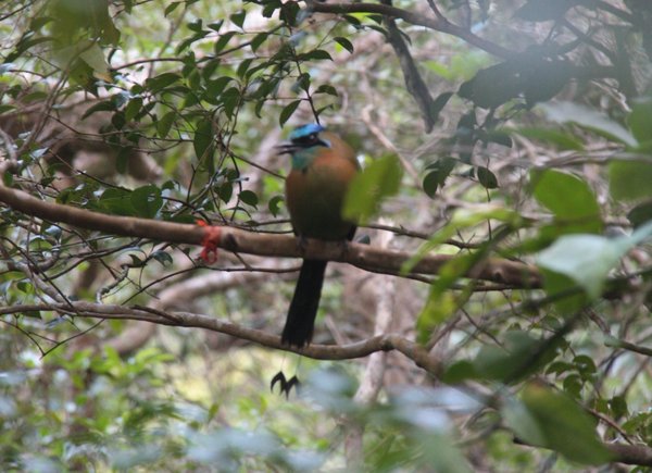 Turquoise-crowned Motmot