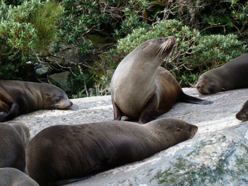 Milford Sound - Seals