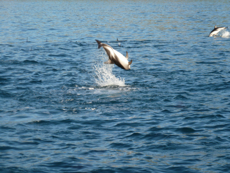 flippin dolphin