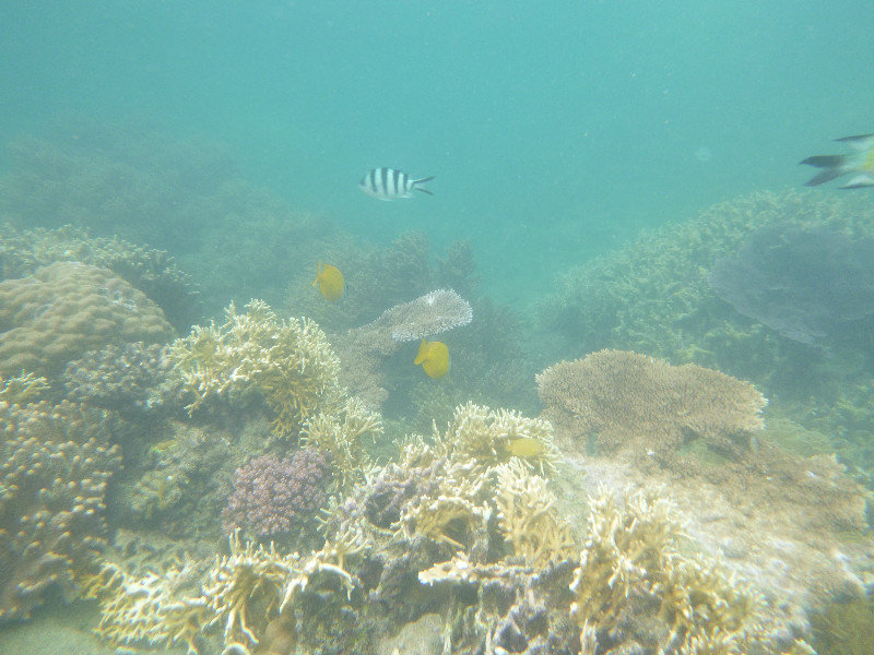 Whitsundays - Blue Pearl Bay Coral
