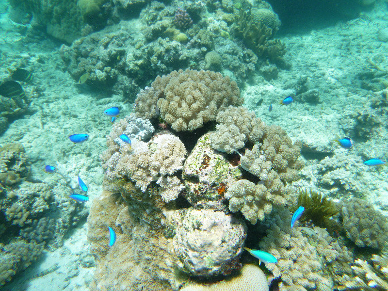 Great Barrier Reef - blue fish on the coral