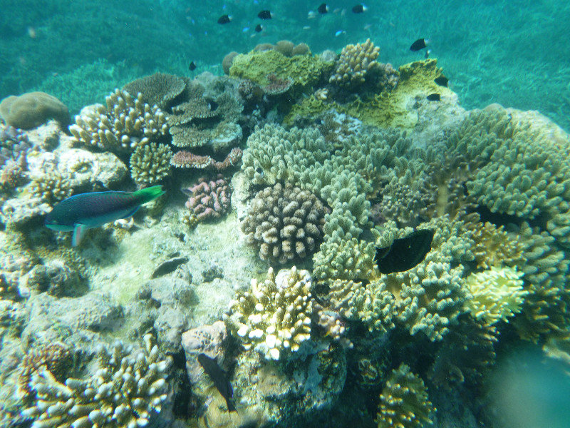 Great Barrier Reef - coral