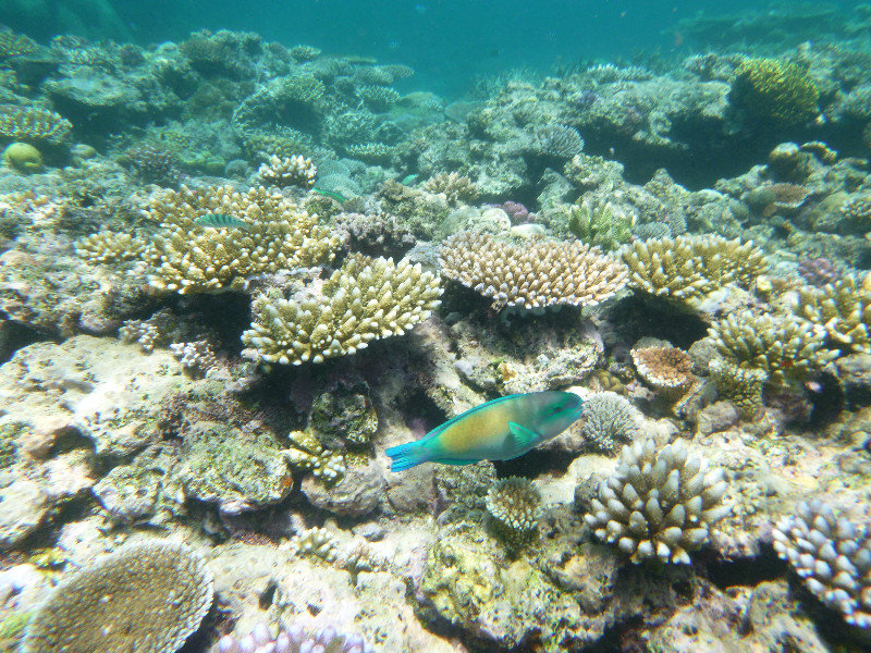 Great Barrier Reef - Parrot Fish