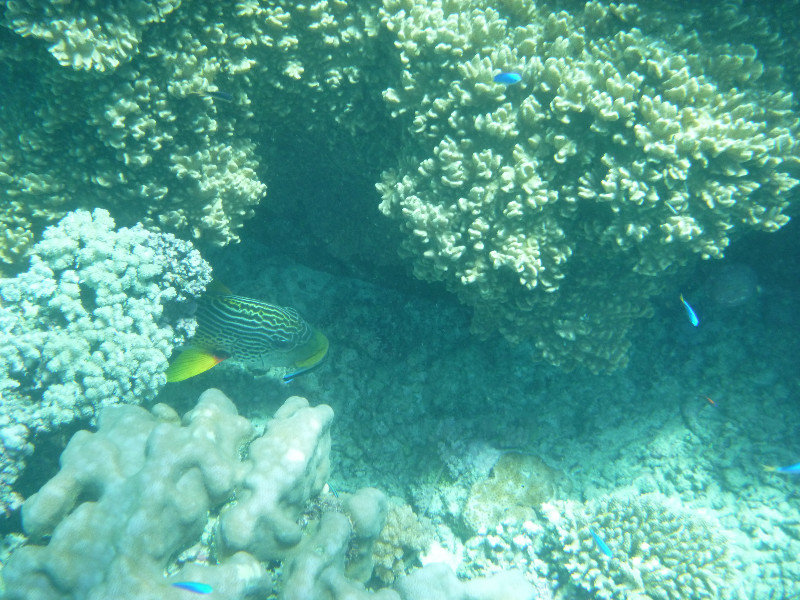 Great Barrier Reef - this guy was hiding out