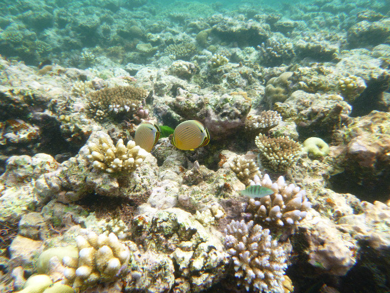 Great Barrier Reef - two yellow guys