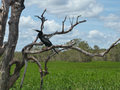 Kakadu - Snake Necked Darter in the wetlands