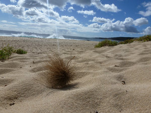 Margaret River - tumble weed on the beach