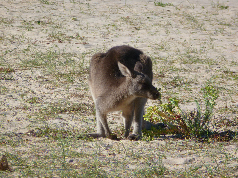 Pebble Beach - kangeroo