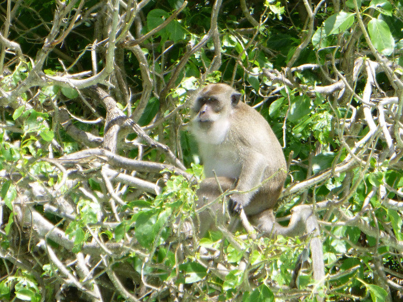 Monkey Beach - Long-Tailed Macaque Monkey