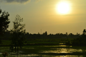 Mekong River -  rice paddies on the drive back to Saigon