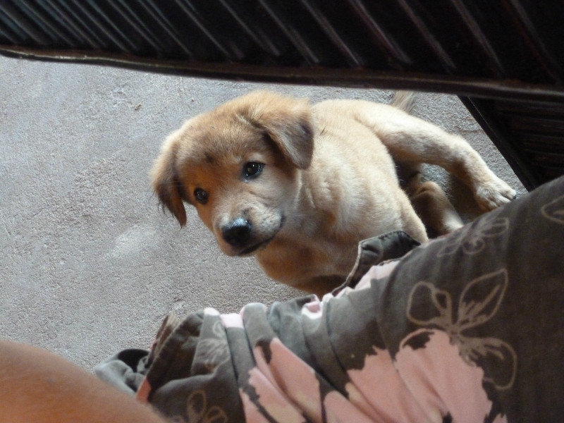 Sihanoukeville (Otres Beach) - Hazel wanted to take this puppy home