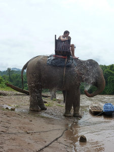 Luang Prabang - Elephant Village - cooling off