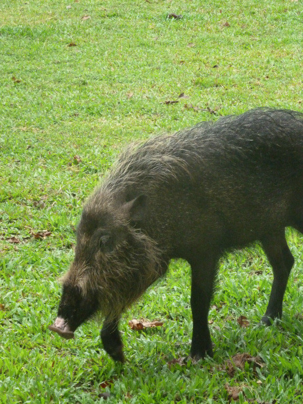 Bako National Park - they call me bearded pig
