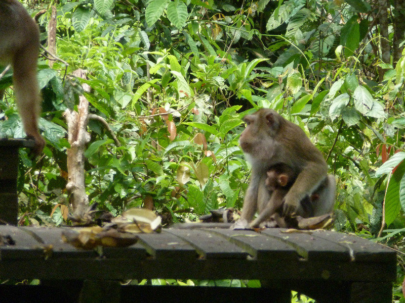 Sepilok - Macaque mother and baby