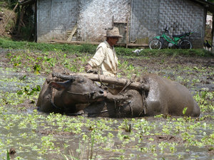 Java - buffalo ploughs ricefield