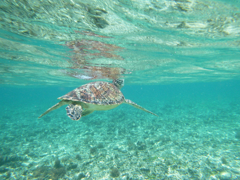 Gili Trawangan - sea turtle