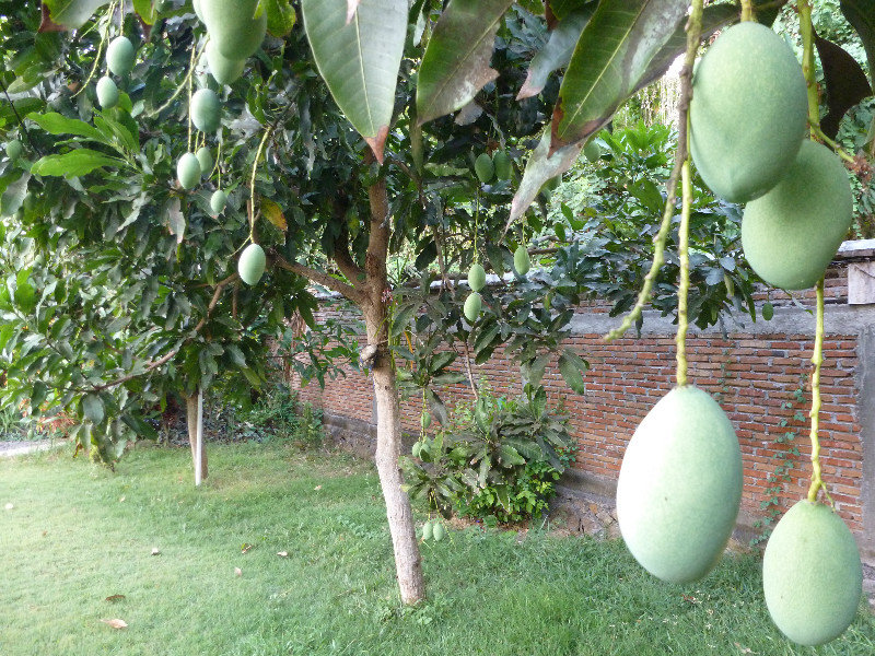 Kuta Lombok - mangos in the garden