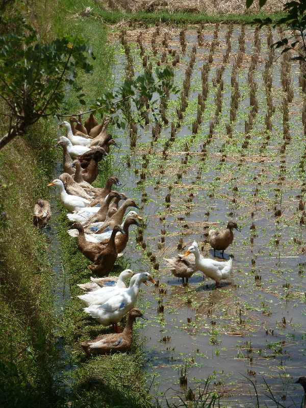 Ubud Bali - ducks swim with the rice