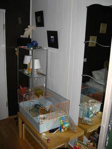Berties cage and mirrors