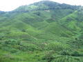 Cameron Highlands - Tea plantation 2