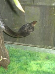 Snake House - cobra