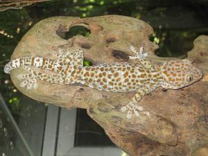 Snake House - gecko
