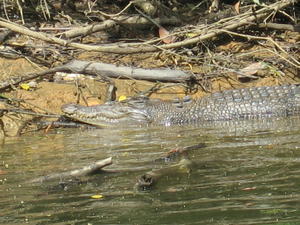 Another croc