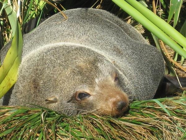 Sleepy fur seal