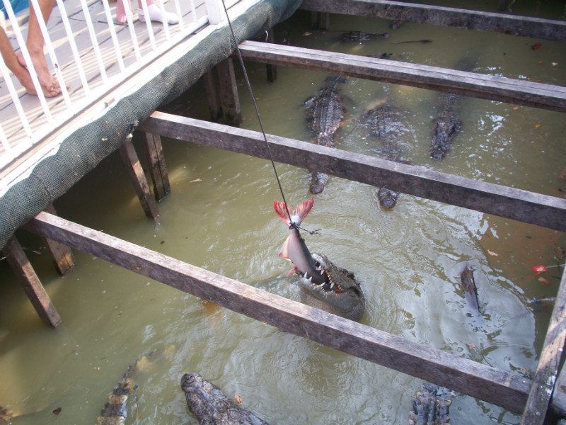 Crocodiles on Floating Village