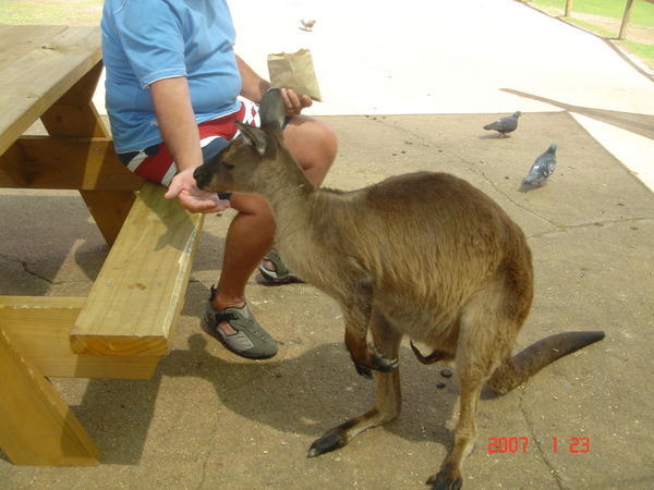 Bob and the Kangaroo
