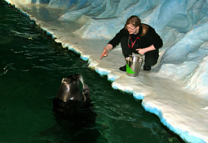 Feeding the seals in the Polaria