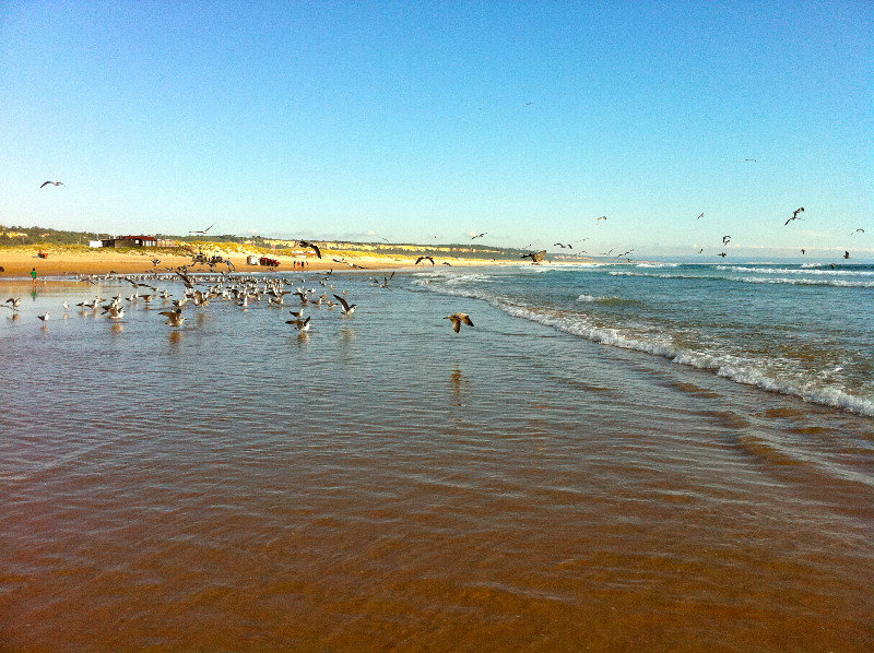Admiring the sea gulls