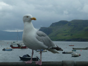 Seagull captured!