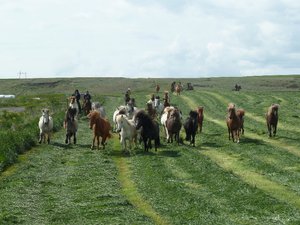 Icelandic horses having a race