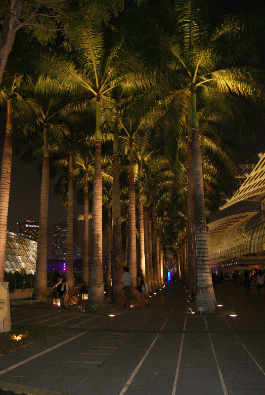 Coconut trees in the city