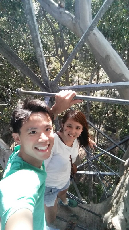 Up the Gloucester tree! 53m above the ground!