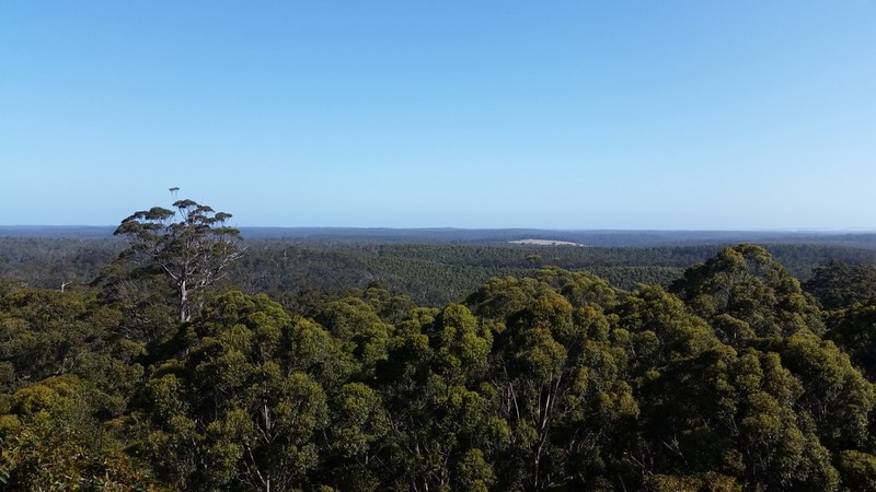 View from the Giant Gloucester Tree