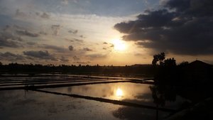 Sunset by the padi fields