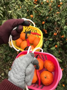 Orange Picking Time