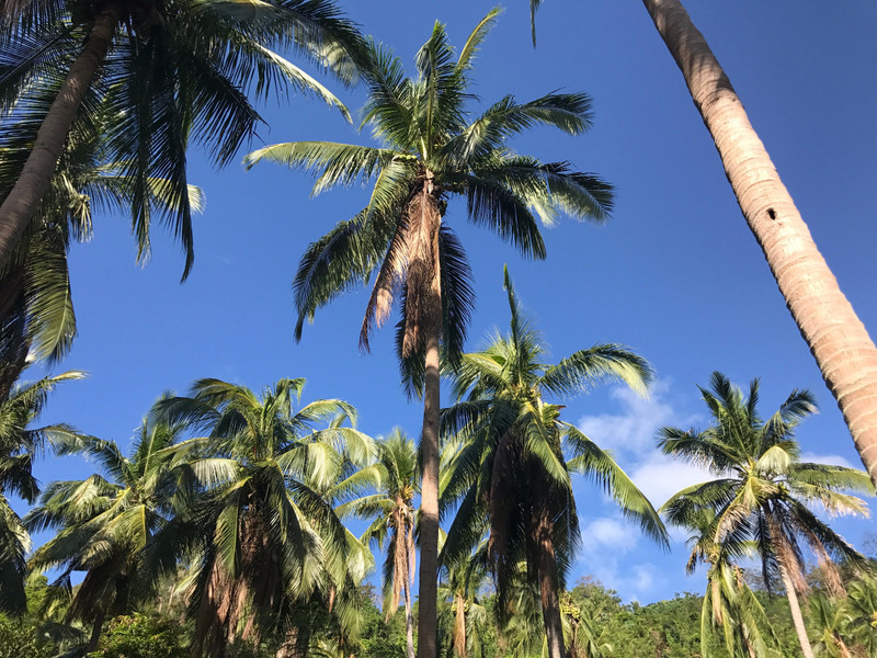 Coconut trees aplenty