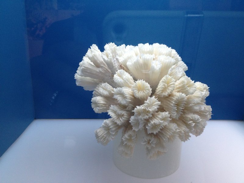 Marine Life - Coral
