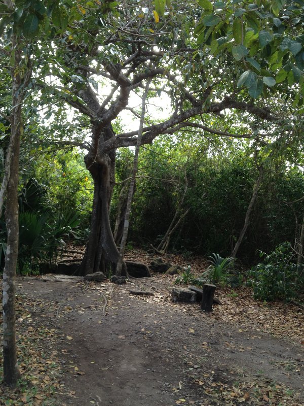 Tree in Senote