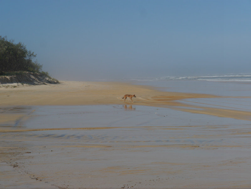 Fraser Island 3
